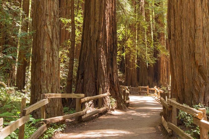 Explore Ancient Redwoods: Best Muir Woods Tours