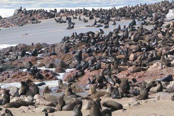 Cape Cross Seal Colony Tour