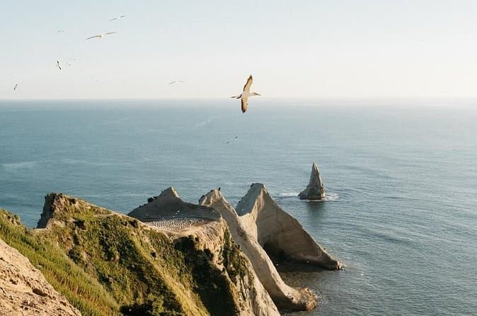 Best Gannet Colony Boat Tours & Trips