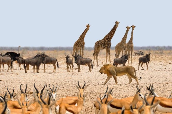 Namibia Safari