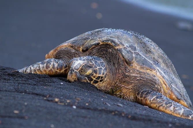 Best Big Island of Hawaii Tours & Island Adventures