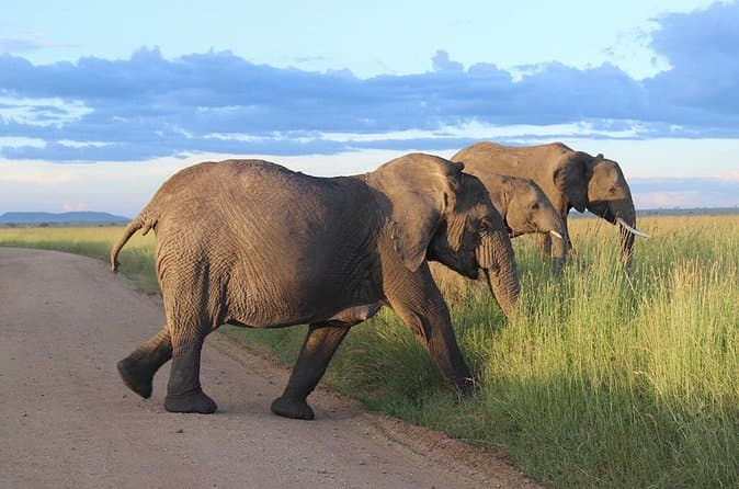 Compare Best Southern Tanzania Safari Tours