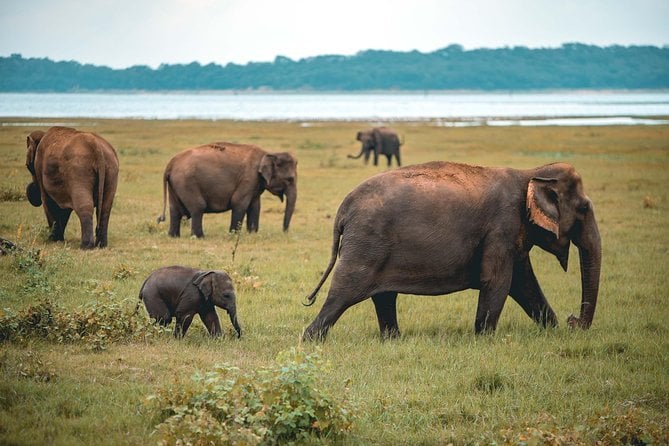 Kaudulla National Park Safari
