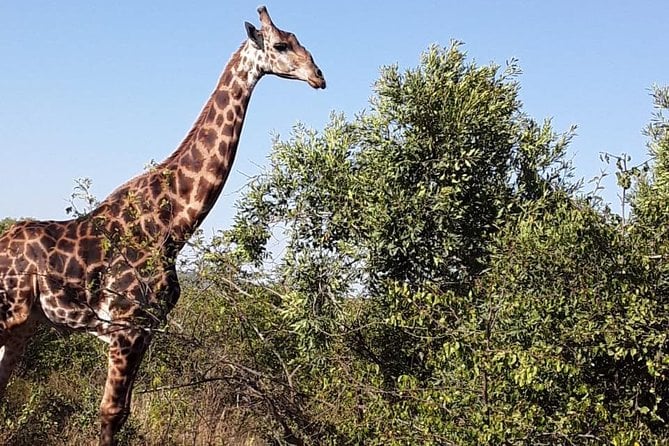 Tala Game Reserve & Natal Lion Park Tour
