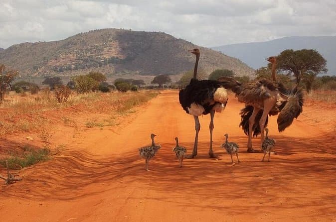 Compare Masai Mara Tours from Diani
