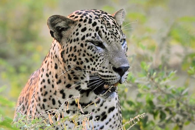 Hambantota Yala National Park Safari: Wildlife & Wonders