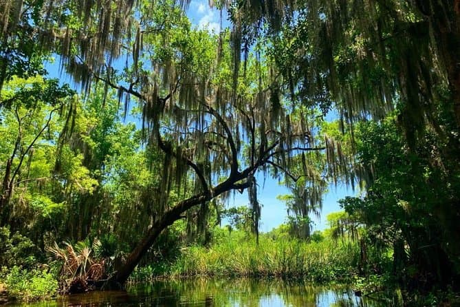 Best New Orleans Swamp Tours & Bayou Wildlife Adventures