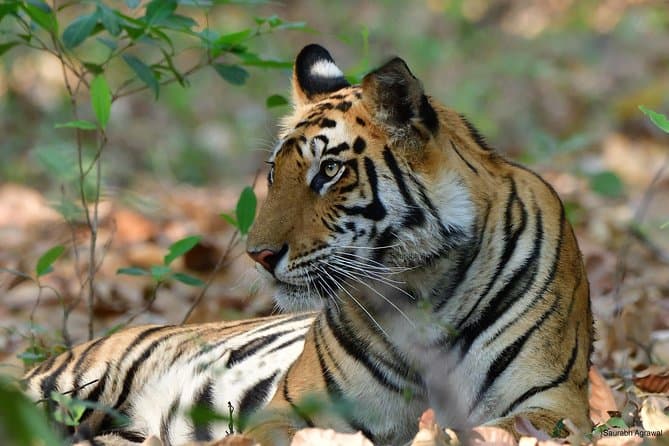 Best Sariska Safari Tours from New Delhi