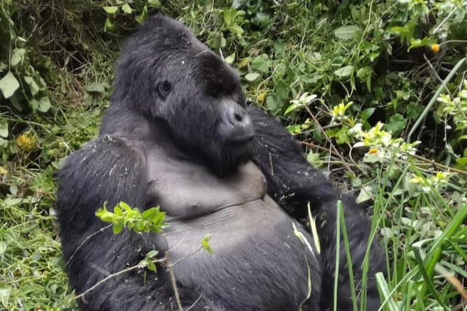 Bwindi Gorilla Trek in Kabale: Track & Encounter