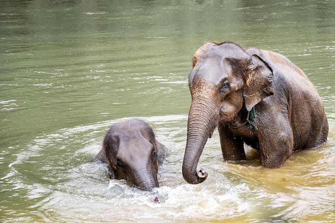 Bangkok Elephant Park
