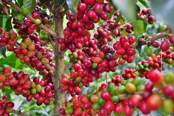 Authentic Coffee Farm Experience: Salento & Pereira Tours