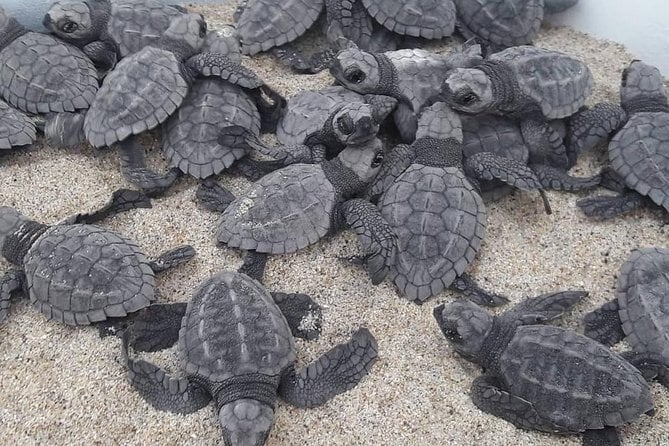 Puerto Escondido Turtle Release