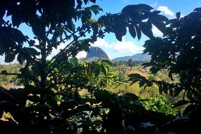 Guatape Coffee Tour