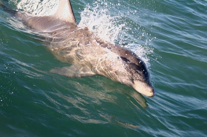Best Dolphin Watching Tours & Boat Rides
