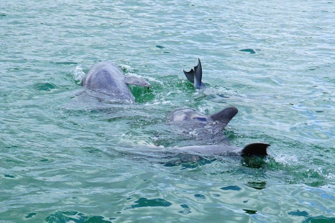 Anna Maria Island Dolphin Tour