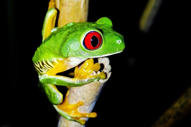 Best Manuel Antonio Night Walk & Wildlife Tours in Quepos