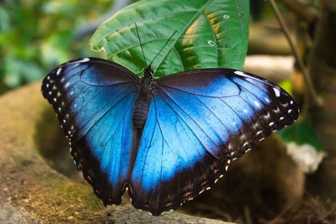 Best Monteverde Cloud Forest Day Trips from San Jose