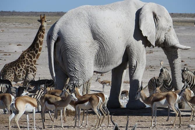 Etosha Safari Adventure