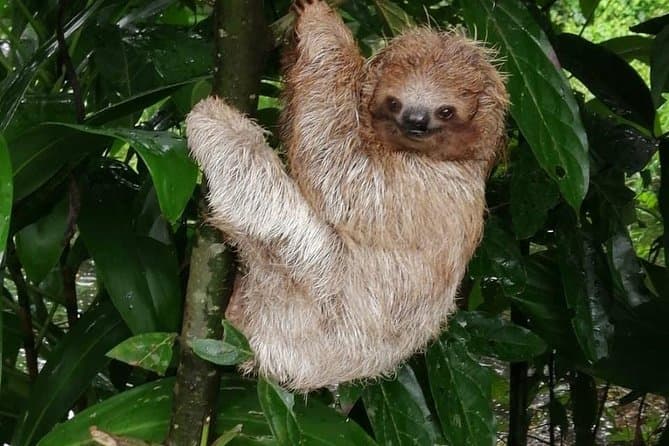 Sloth Sanctuary Tamarindo Tours