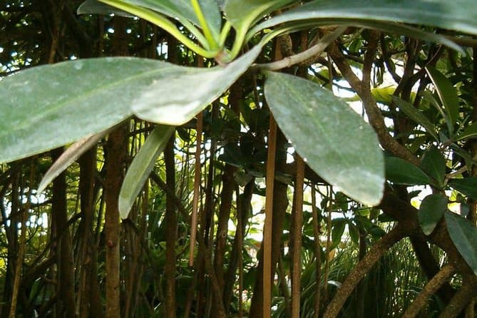 Top-Rated Makasutu Forest Tours & Experiences