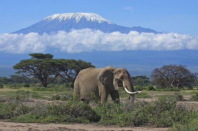 Amboseli & Tsavo Safari Tours from Nairobi