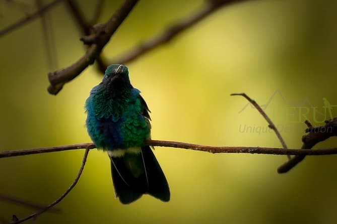 Best Birdwatching Tours at Huacarpay Lake