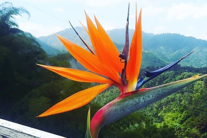 Epic Blue Mountain Hiking Adventures in Kingston, Jamaica