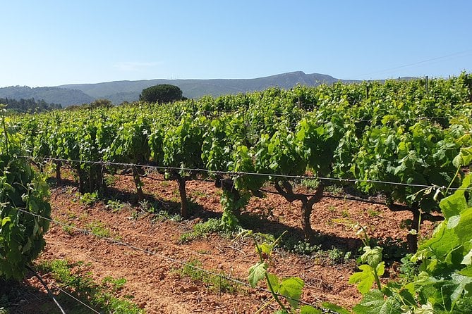 AzeitĂŁo Palmela SetĂşbal Wine Tour