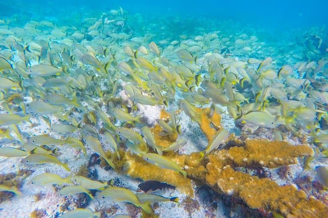 Best Snorkeling Adventures in Isla Mujeres, Mexico