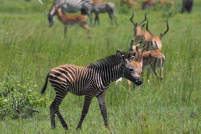 Compare Best Selous & Mikumi Safari Tours from Dar es Salaam