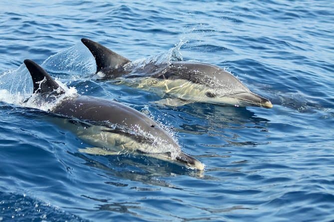 Best Lisbon Dolphin Watching Tours & Prices