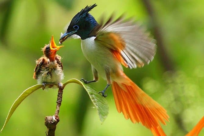 Top-Rated Wildlife Excursions Near Colombo