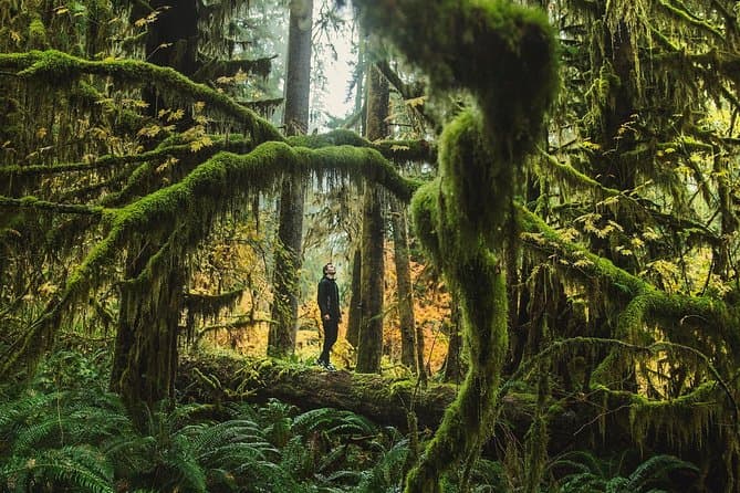 Best Olympic National Park Day Tours from Seattle