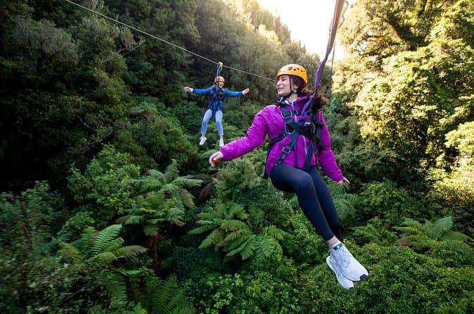 Best Canopy Tours in Auckland: Compare & Book