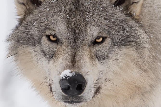 Top-Rated Alaska Wildlife Center Tours in Anchorage