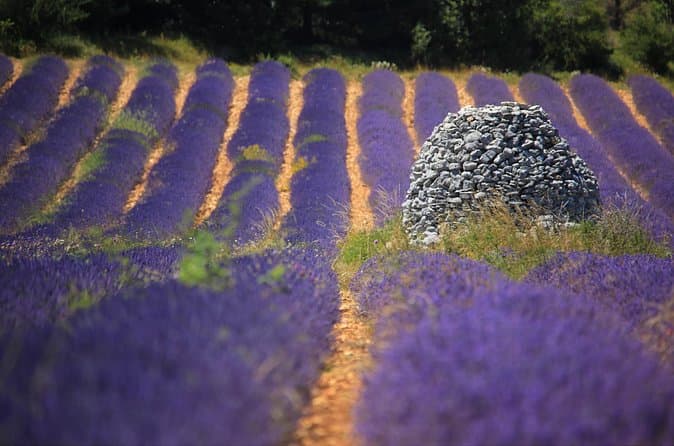 Compare Best Sault Lavender Tours from Avignon