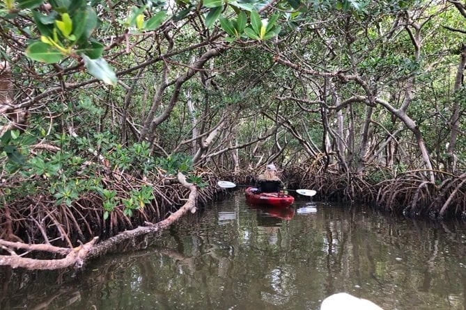 Lido Key Mangrove Tunnel Tour