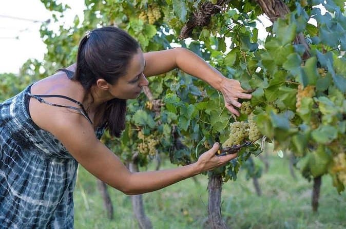 Best Putruele Winery Tours in San Juan
