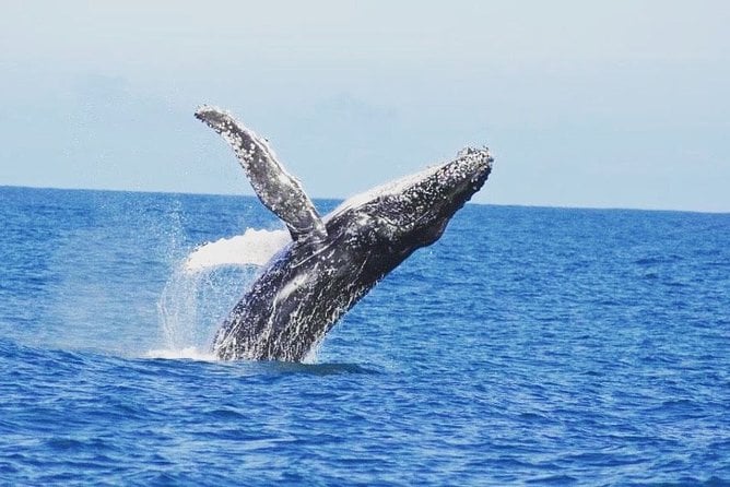 Dunsborough Whale Watch