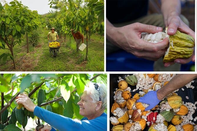Best Maui Vanilla Tours & Experiences