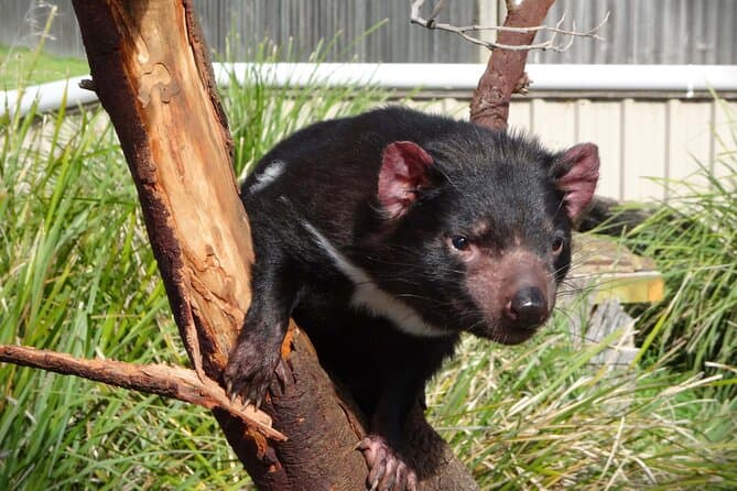Compare Top-Rated Tasmania Multi-Day Tours