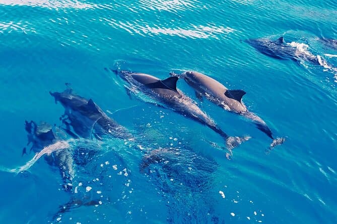 Unforgettable Oahu Dolphin Swim Adventures