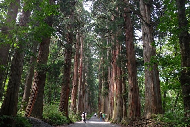 Sacred Paths: The Ultimate Togakushi Shrine Experience