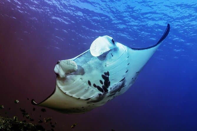 Best Nusa Penida Snorkeling Tours from Jimbaran