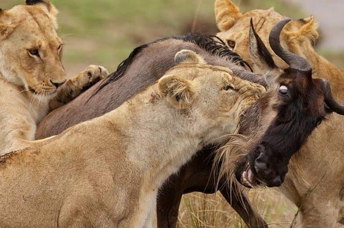 Compare Best Ngutuni Safari Tours Near Mombasa