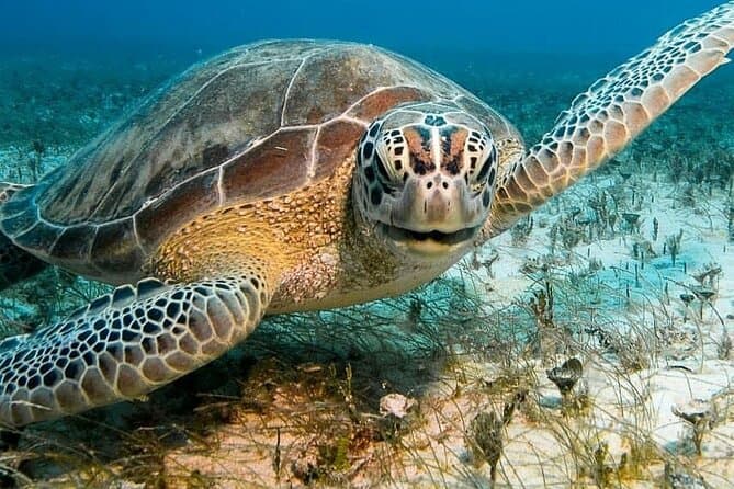Aruba Island Tour