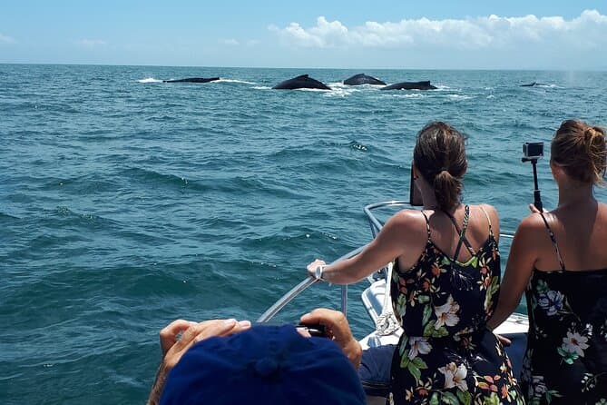 Compare Best Pearl Islands Whale Tours