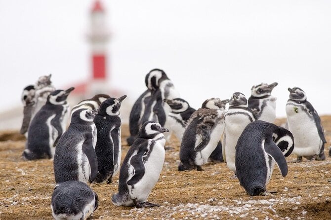 Magdalena Island Penguin Tour