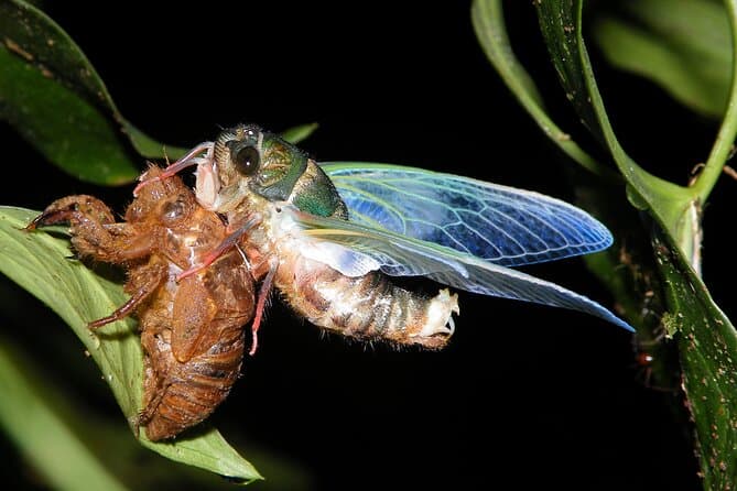 Experience the Best Monteverde Night Walk in Puntarenas