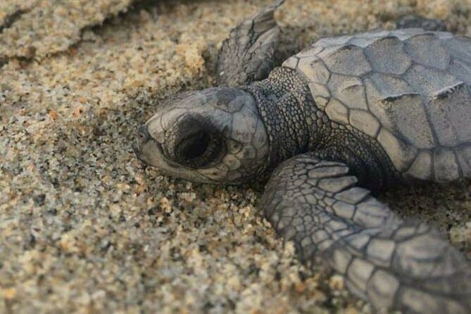 Unforgettable Sea Turtle Hatchling Release in Huatulco
